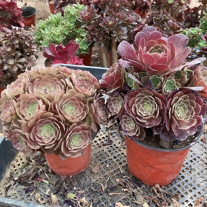 720万圣节荷兰玫瑰多肉植物