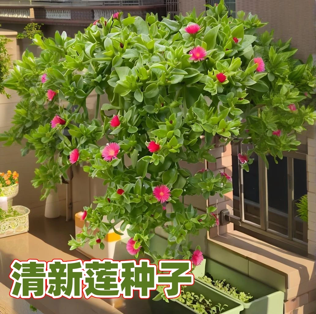 【清新莲种子】家庭阳台小院种植四季播种蔬菜种籽盆栽地栽易种