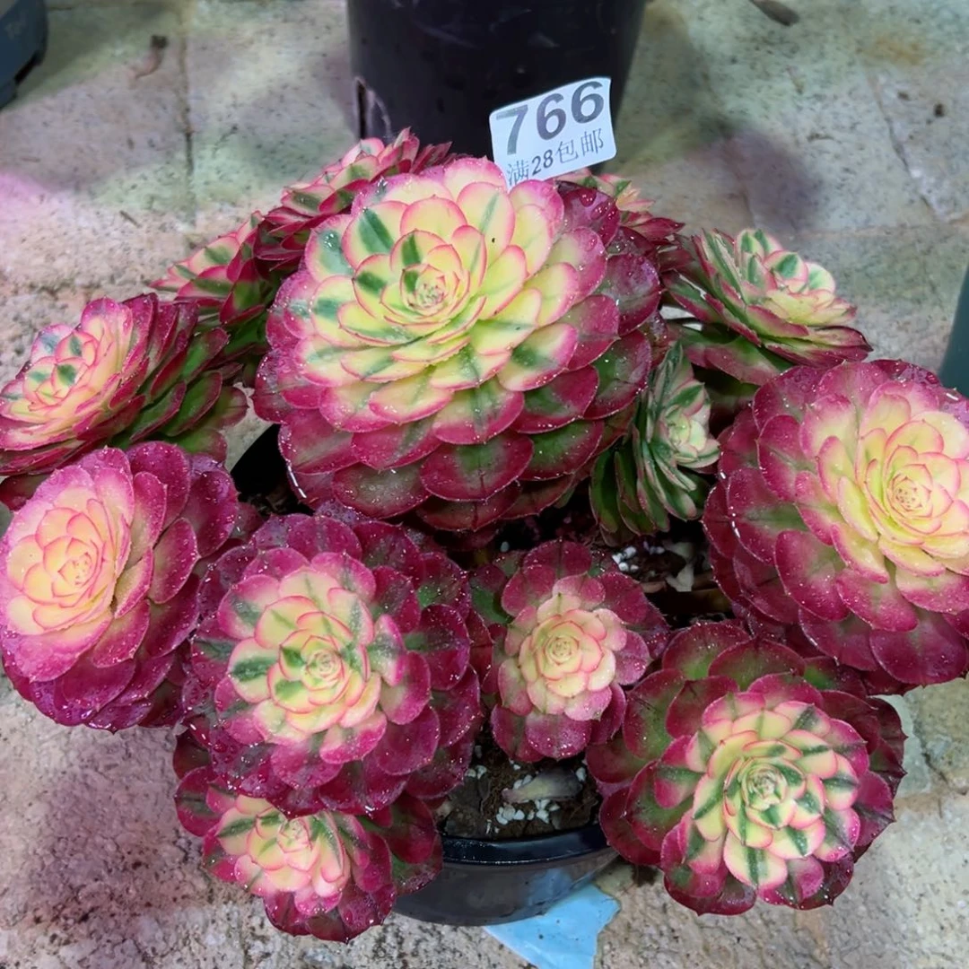 @****子多肉植物766荔枝