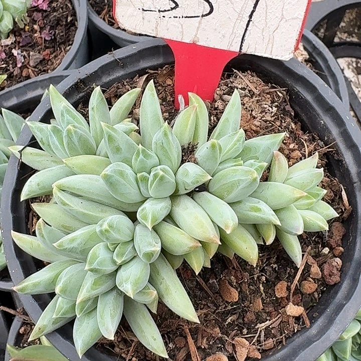 美人翻叶339多肉植物