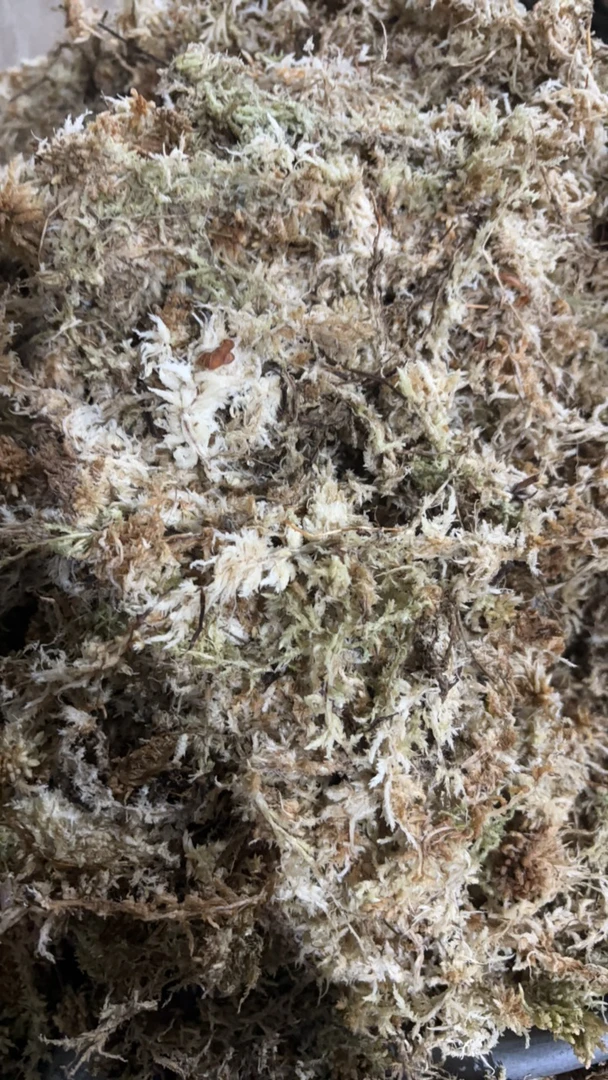 水苔水草蝴蝶兰自用过辐照水草干草150克散装 三万五一吨