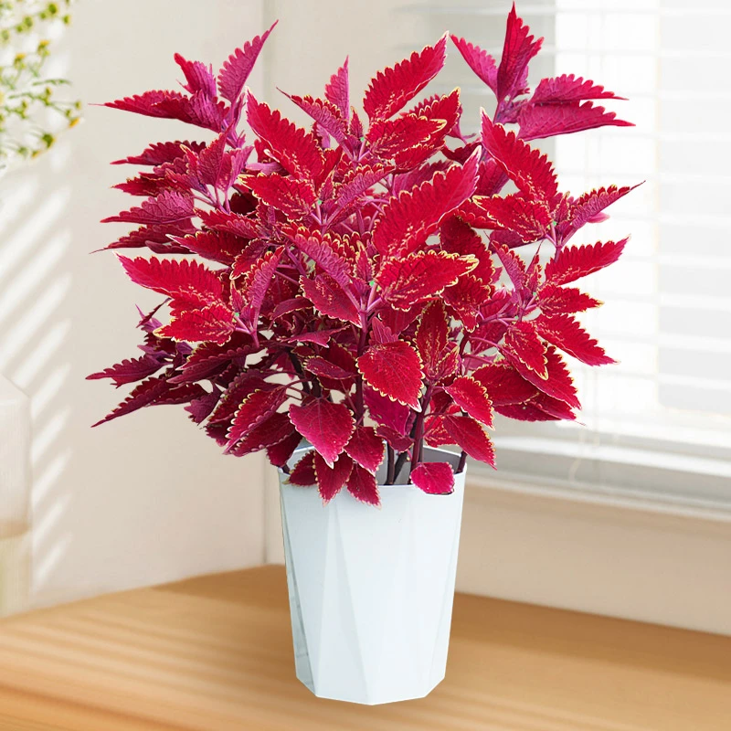 彩叶草金边盆栽四季观叶阳台庭院耐寒耐热室外好养红色喜庆花卉