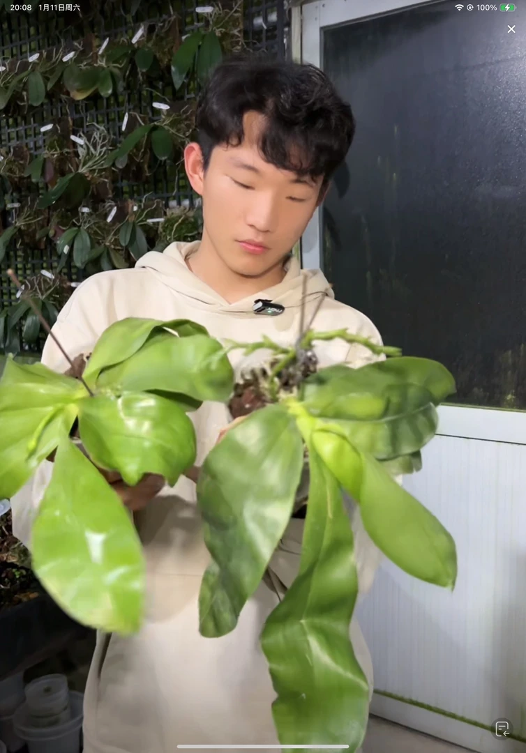 红荧光  苗株 叶片有瑕疵 鲜花绿植