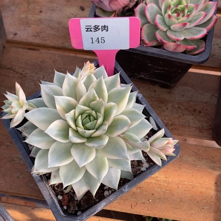 D145- 直播福利 锦