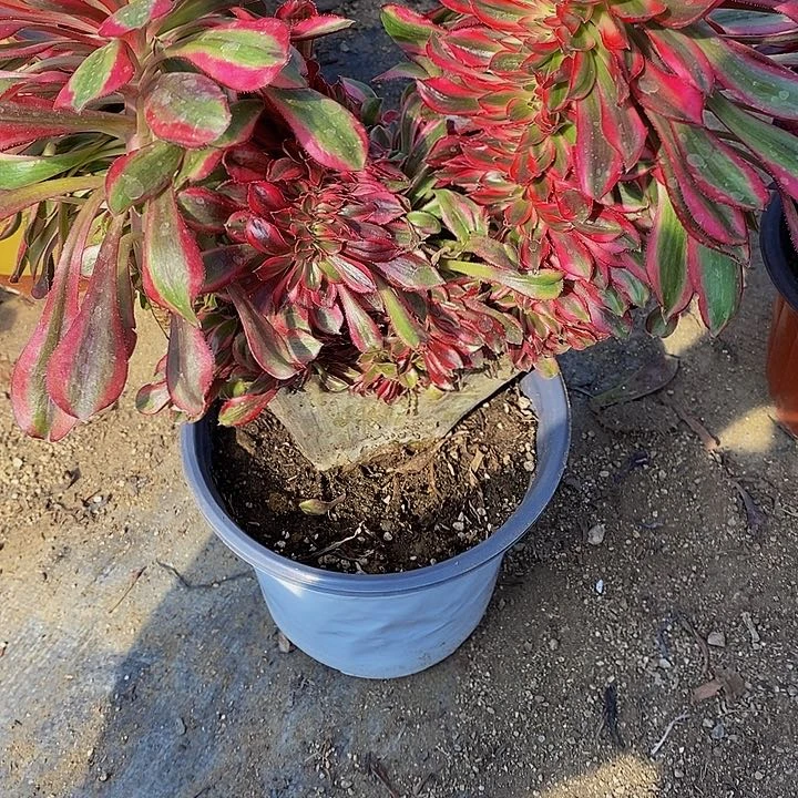 多肉香奈儿缀332多肉