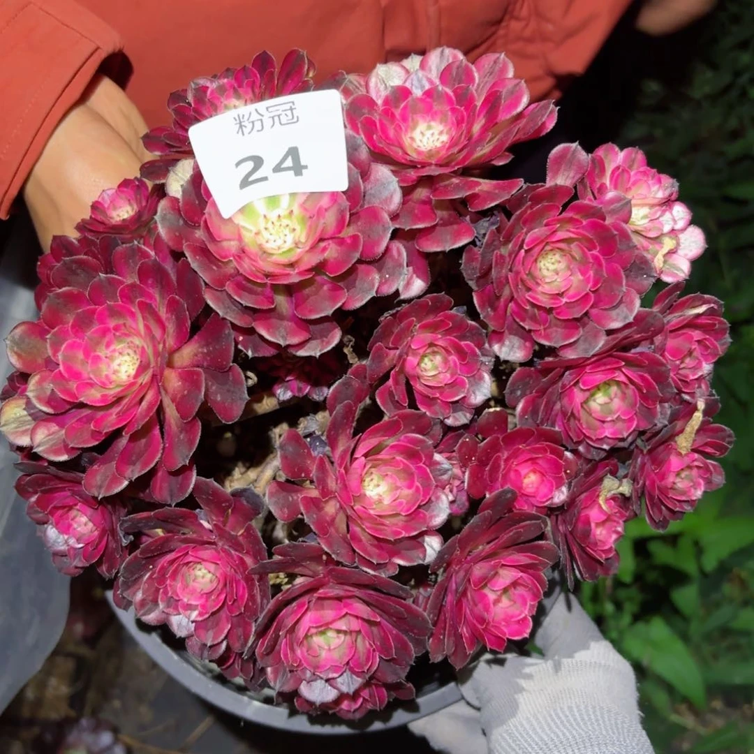 24粉冠园艺法师锦