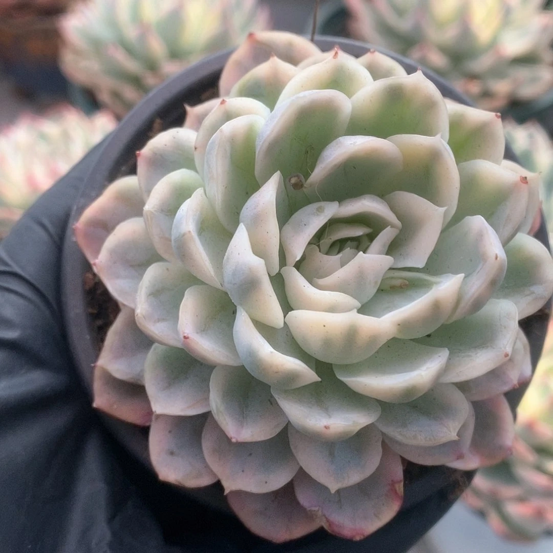 082雪球锦啊锦锦锦锦