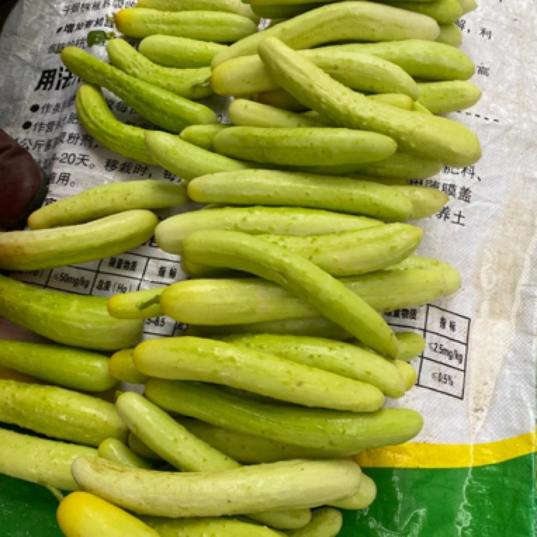 顺丰包邮本地旱地黄瓜老品种脆嫩爽口汁足凉拌