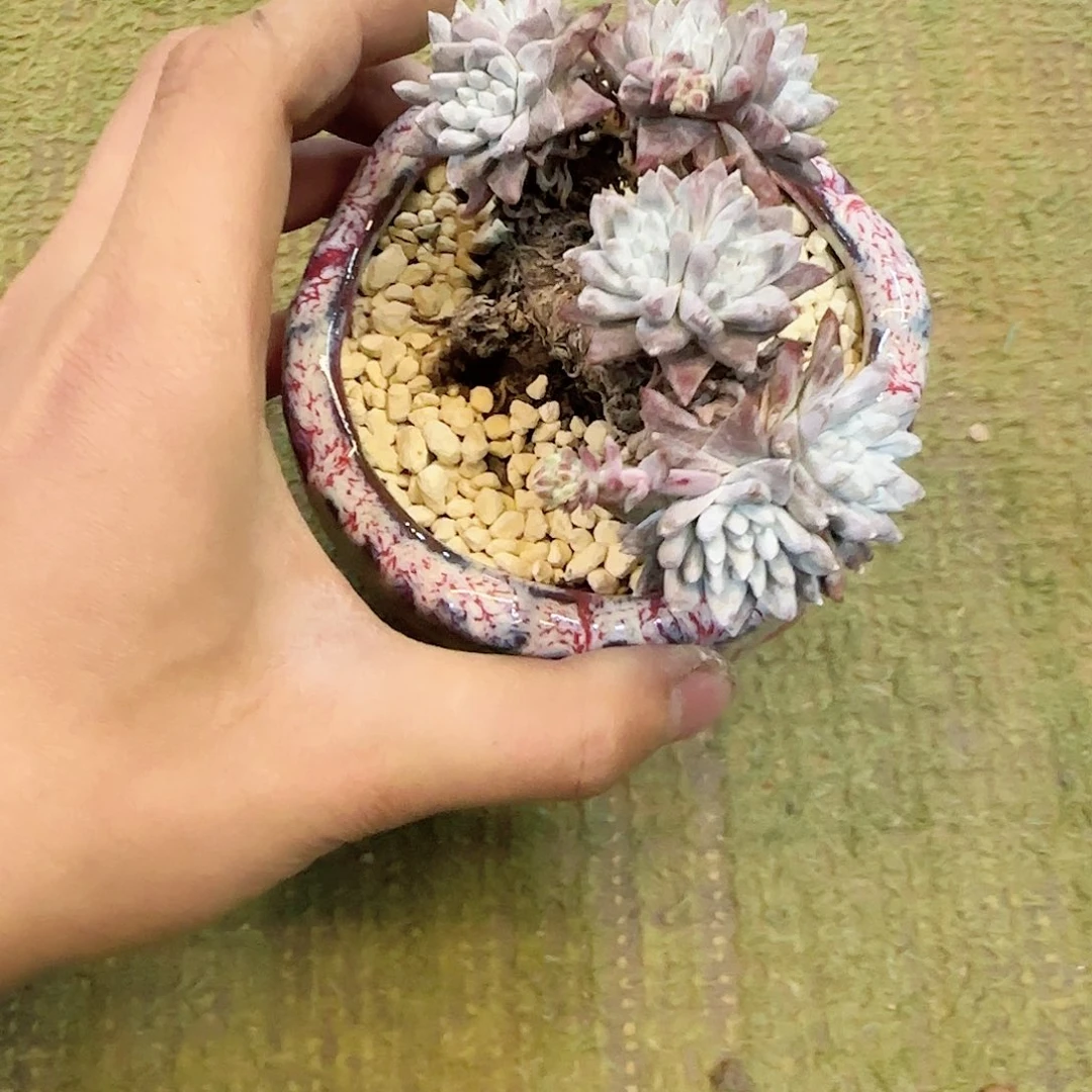 Z****r白菊福利8头一物一拍