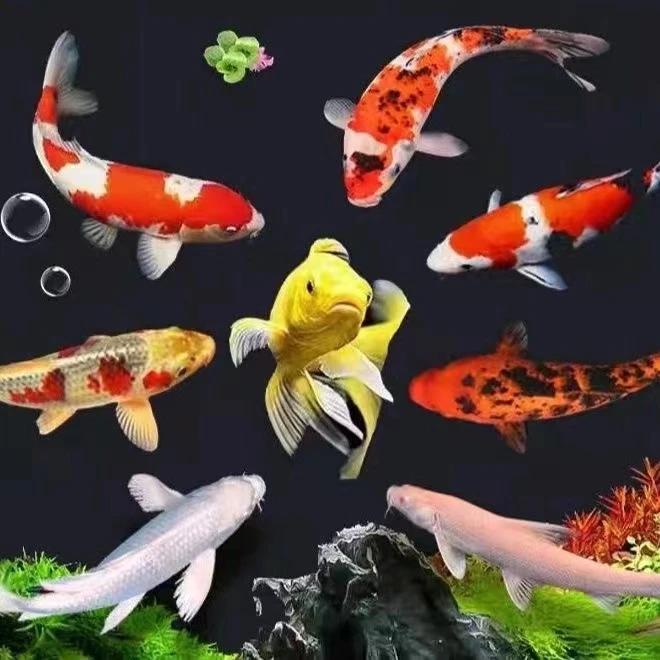 ②精品锦鲤活鱼日本纯种红白三色黄金招财观赏鱼公园庭院鱼池锦鲤