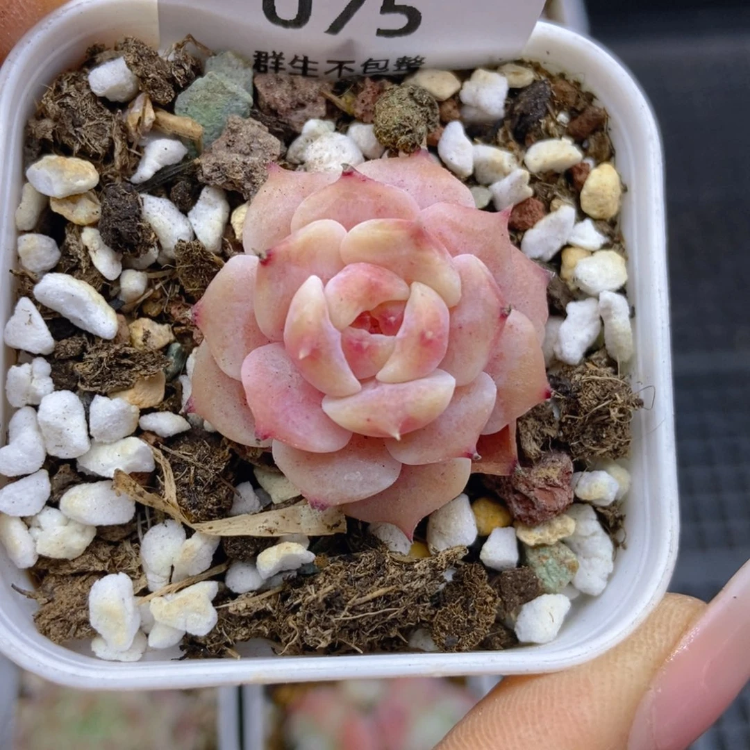 一物一拍9.9包邮075