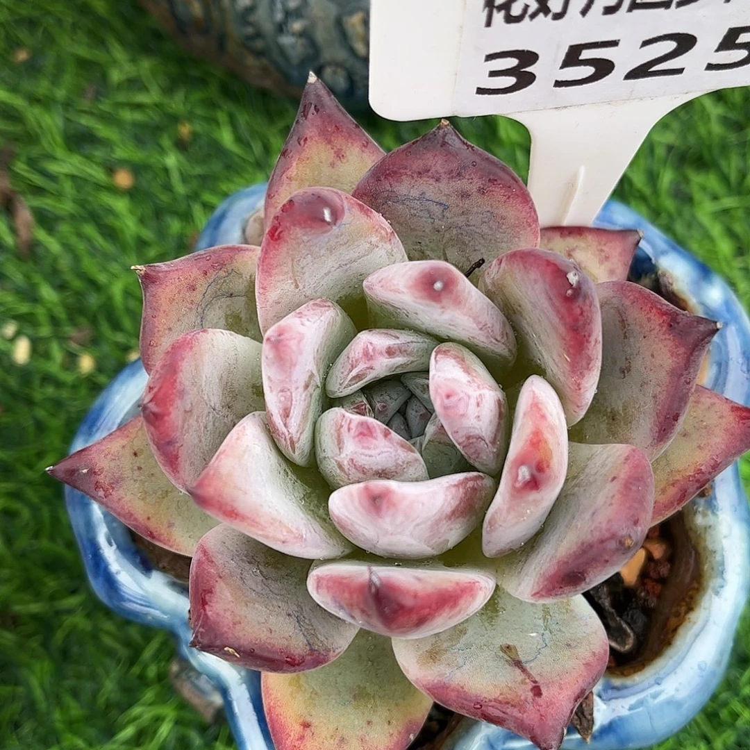 多肉植物3525 一定要拍个冷链哦