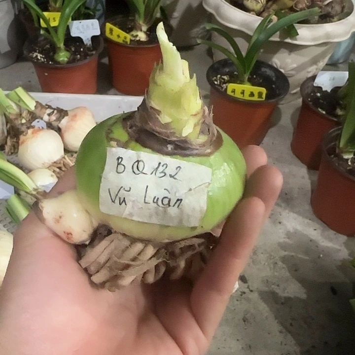 QB132。 6.8cm带1侧