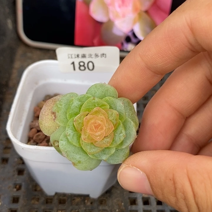 标180桃夭一个多肉