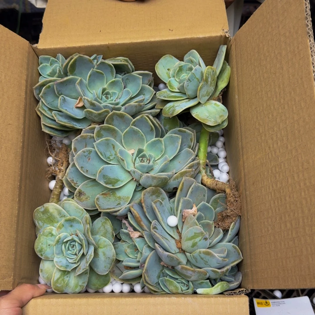 算***狠哈利砍头 不包损0309