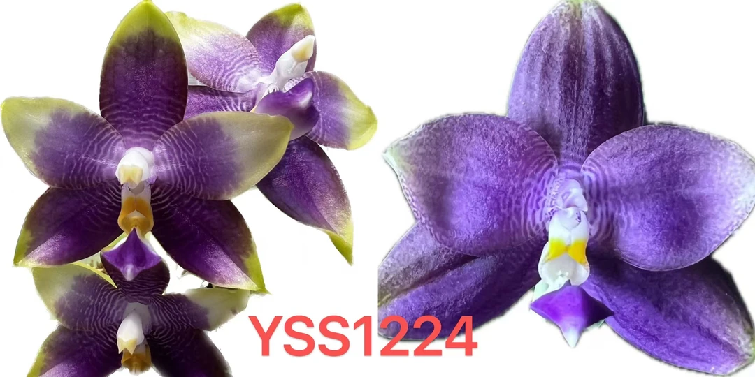 盈收 yss1224 1.7寸 微瑕疵  鲜花绿植