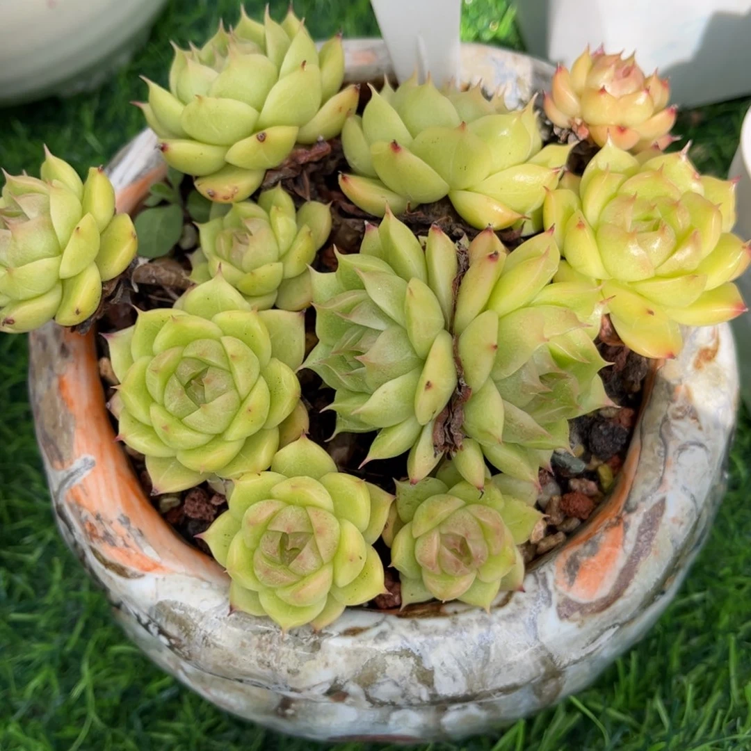 夏***茶多肉植物3193 一定要拍个冷链哦