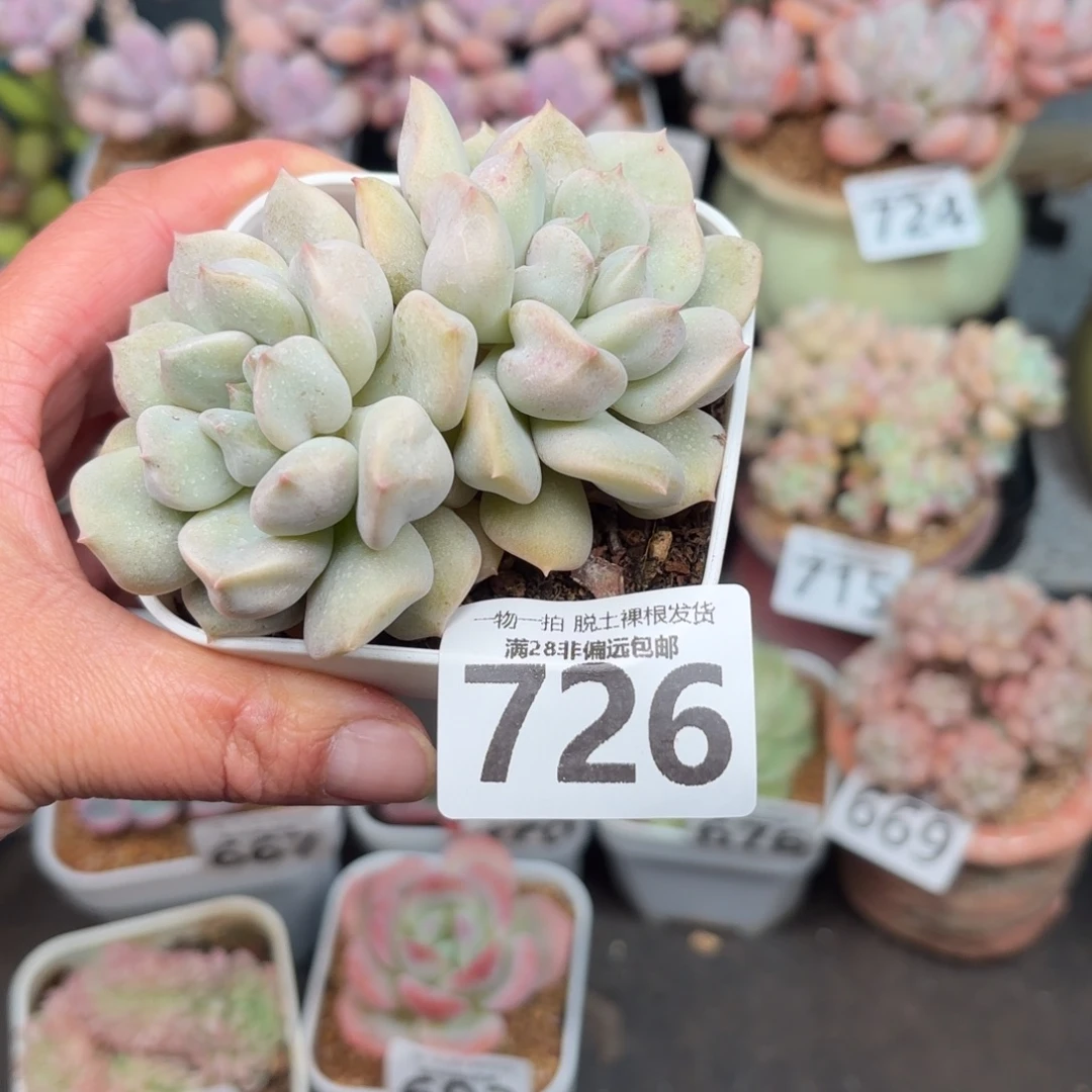 超奶双头无盆土发货