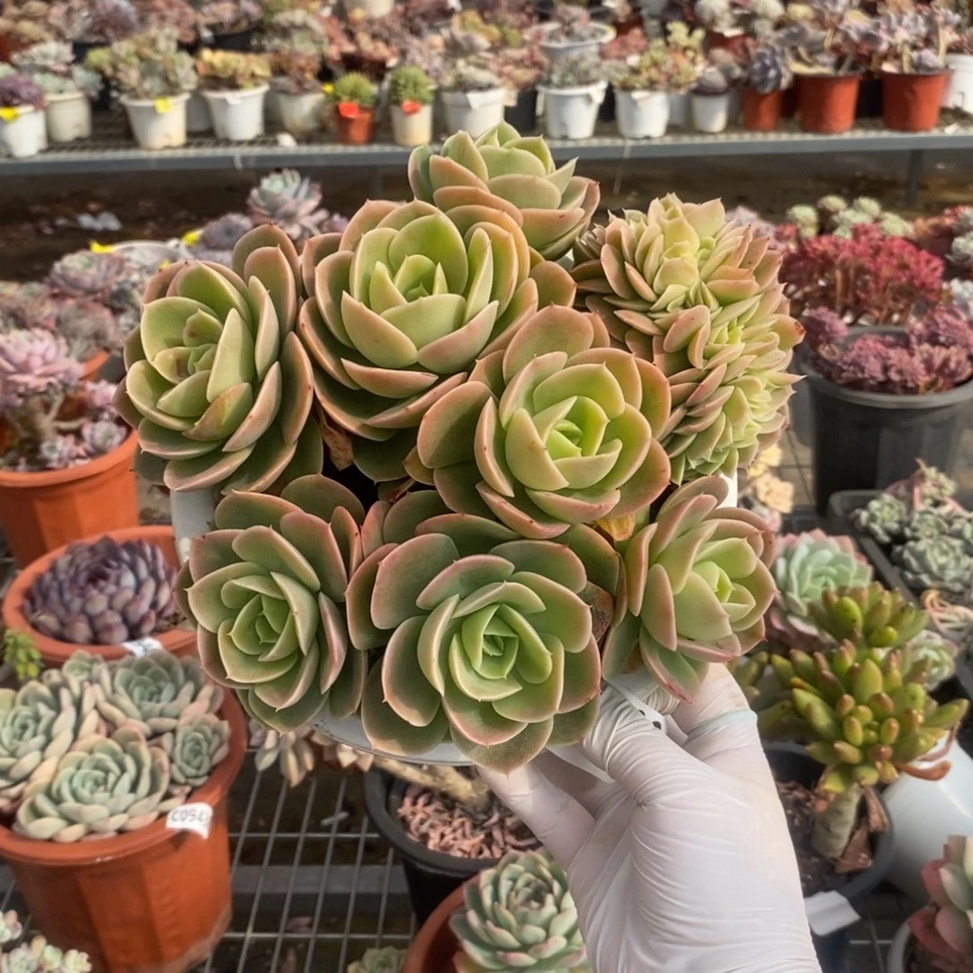 4390星纳塔缀化一物一拍