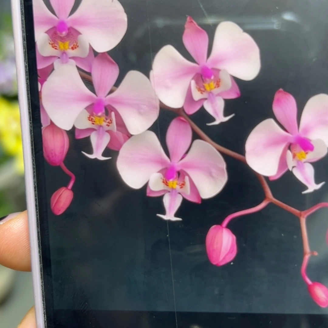 当前无花栽培后可以开花永利101西蕾丽分生