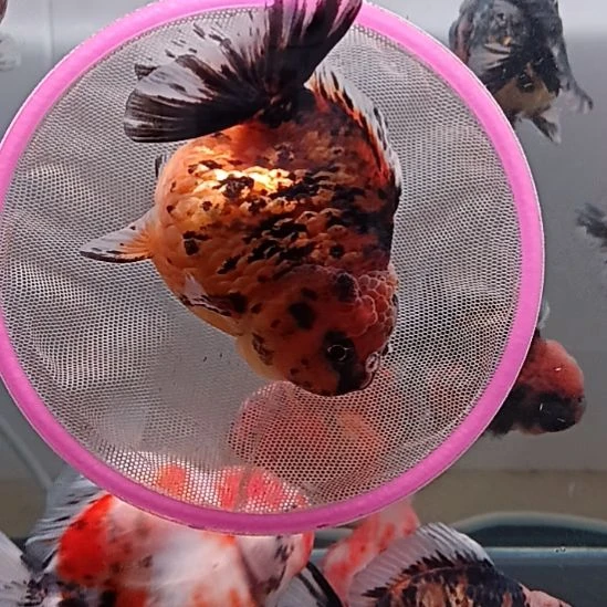 海水鱼精品泰狮观赏金鱼