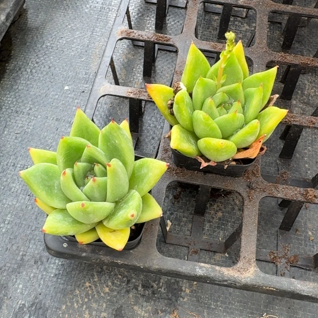 kk东云两颗量拍12-25