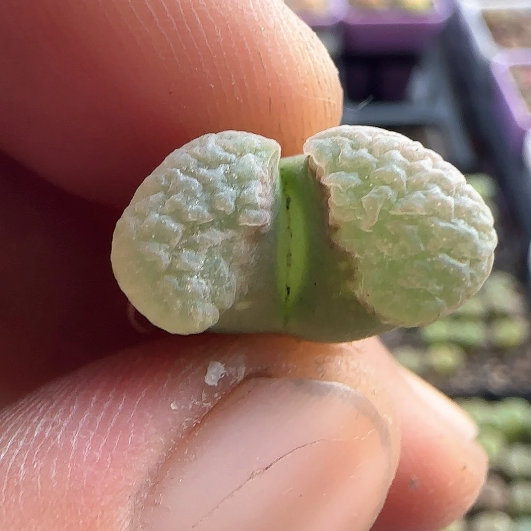 张****哈哈哈哈哈哈37443