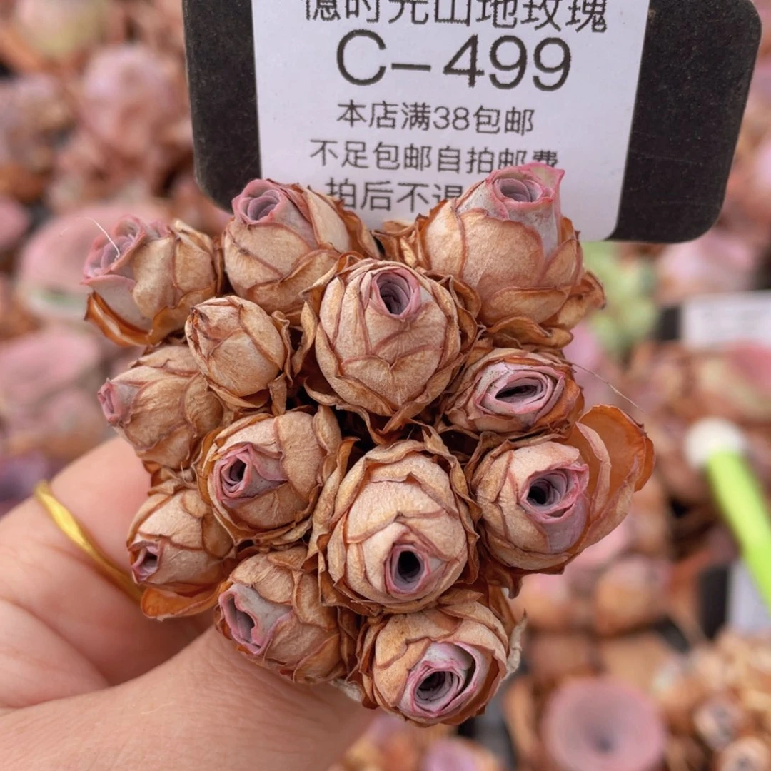山地玫瑰C499裸根发货断枝不包损不售后