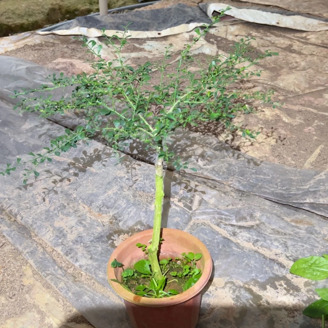 绿植盆栽花卉植物