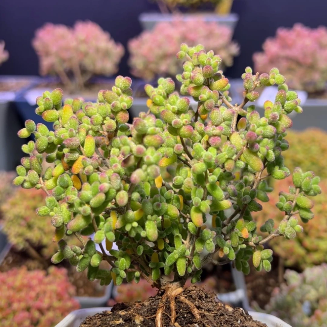 【闪购商品】d393提根糖球白糊斑锦枝干番杏