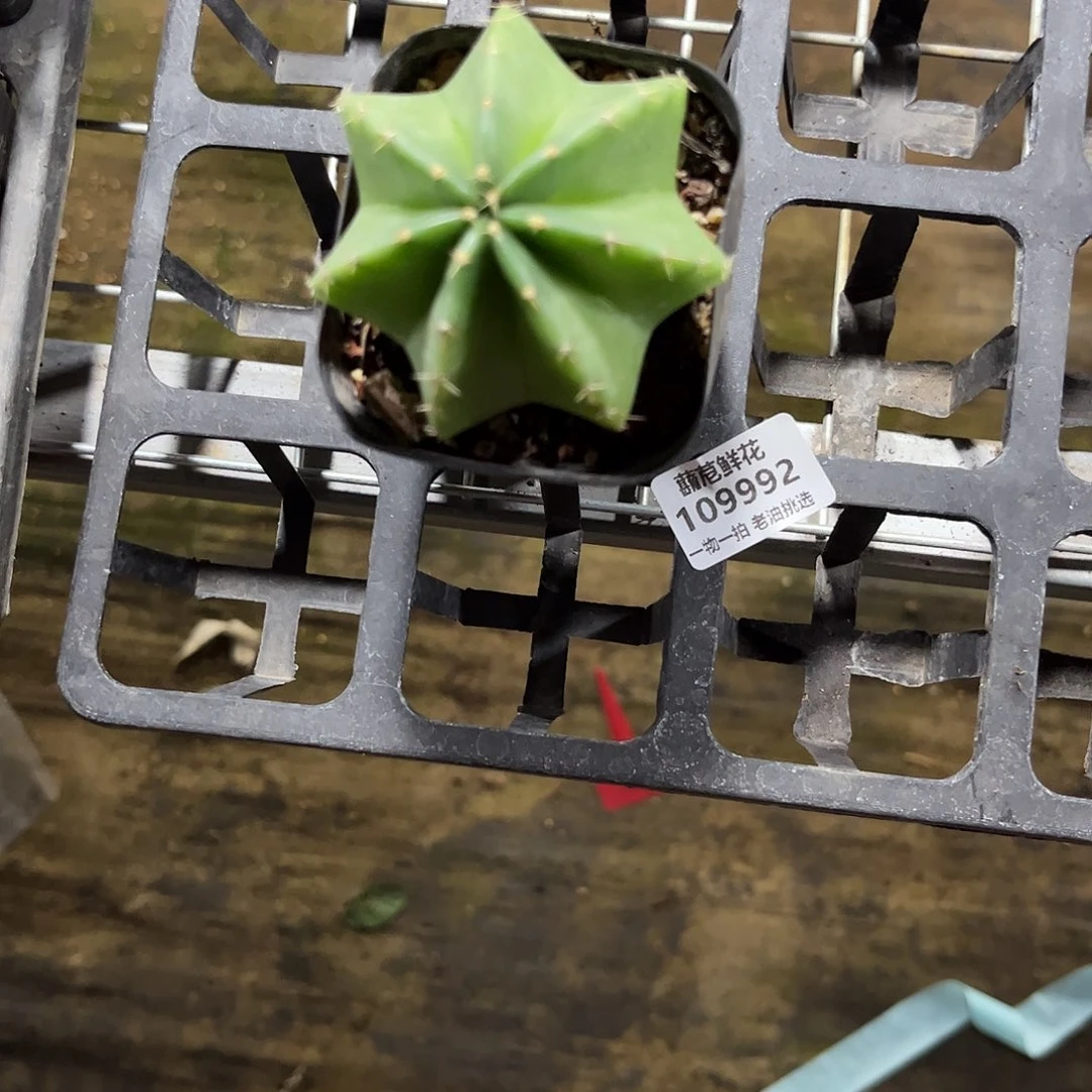 *****9992一物一拍单头