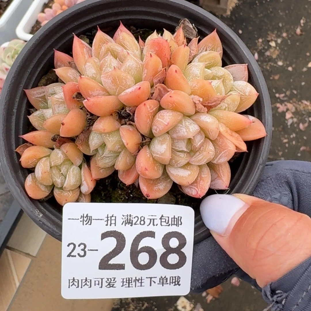 爱莎无盆土发发货