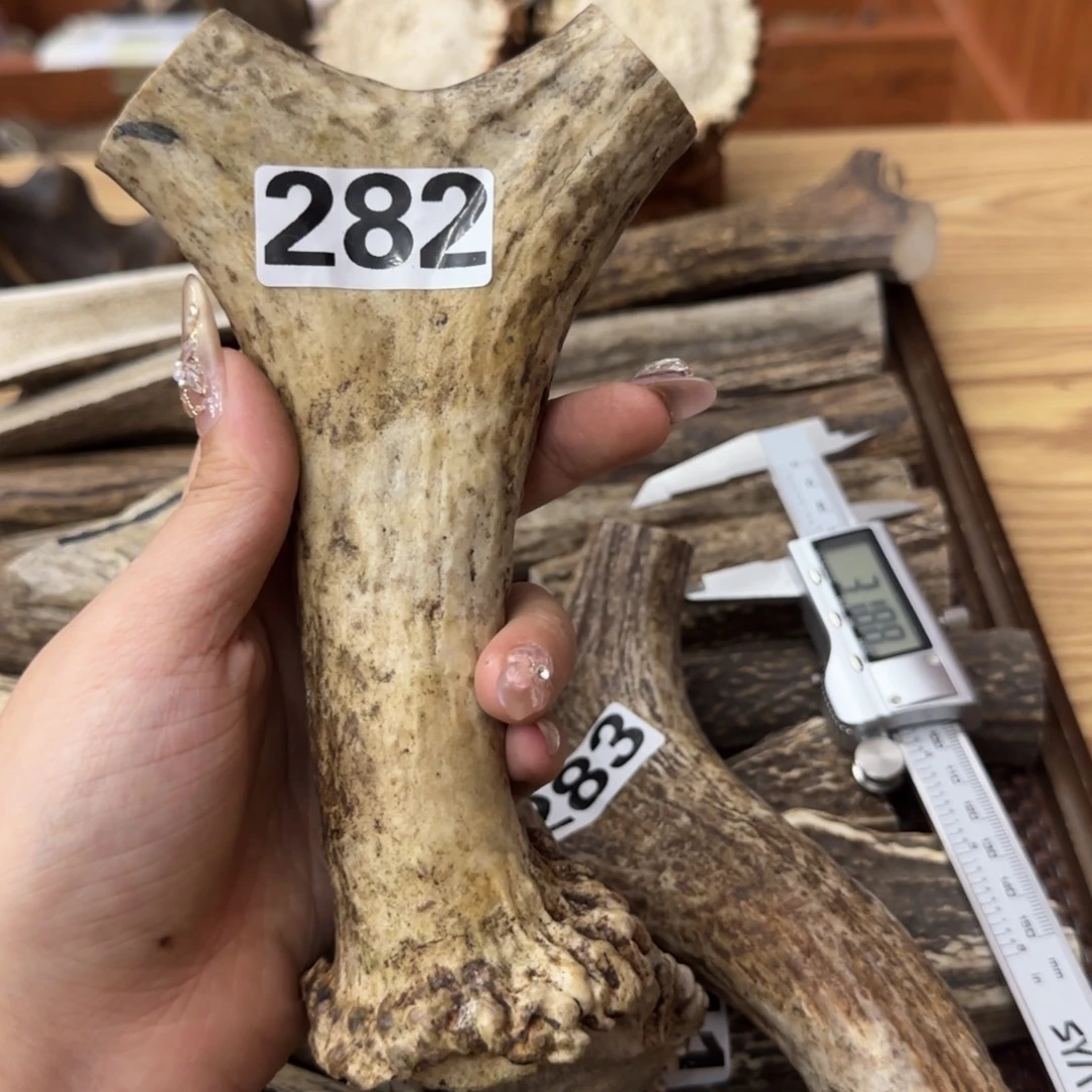 鹿骨其他282弹弓叉