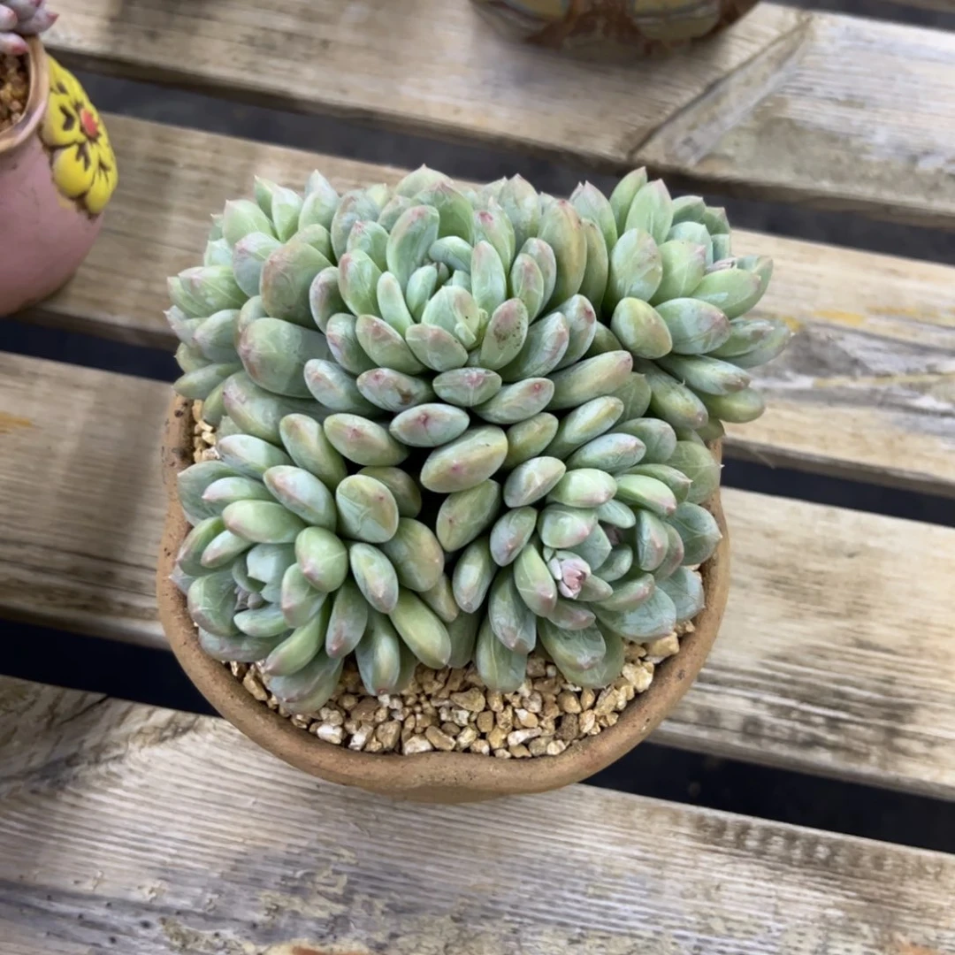 百搭翡翠28 零零多肉植物