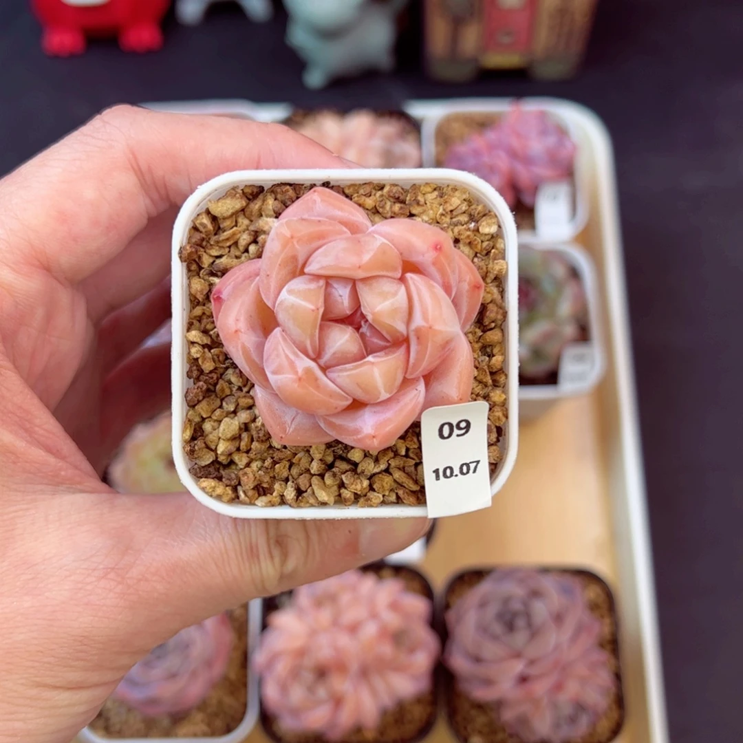 茶卡09、哈哈哈哈哈