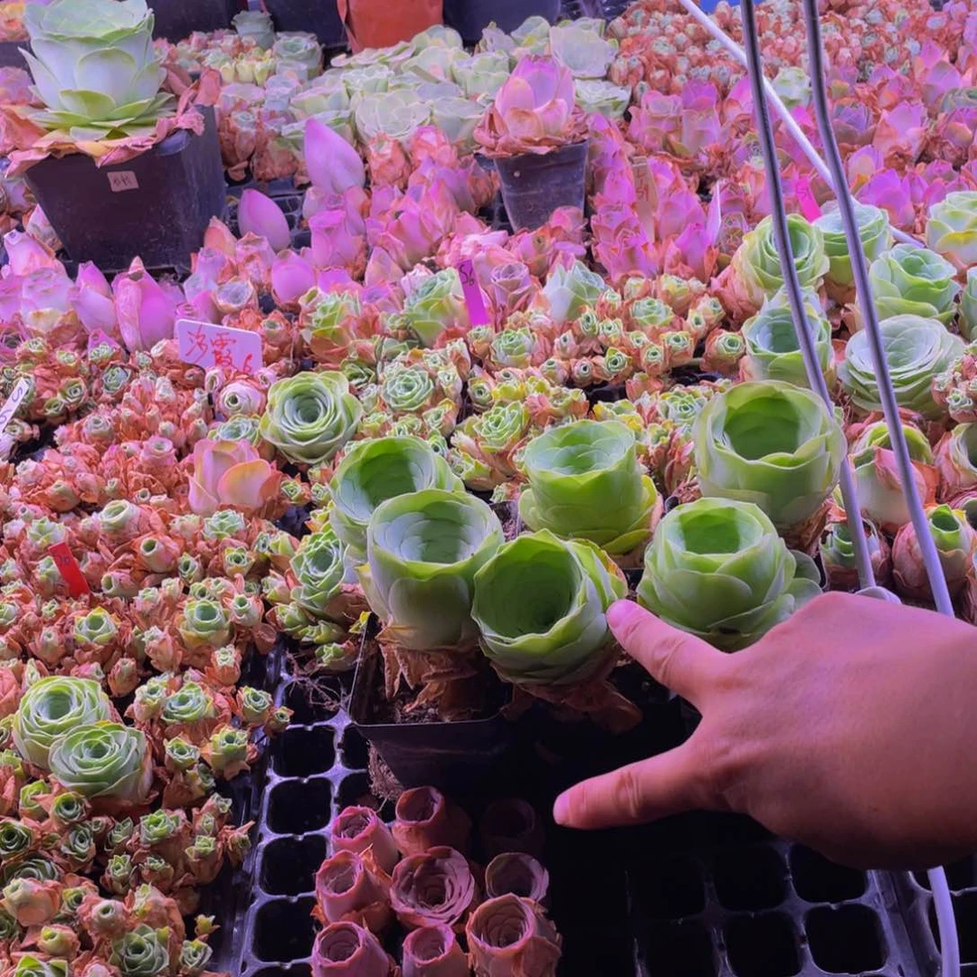 娟*r打包12颗黄帕+阿罗拉6颗娟尔单独打包