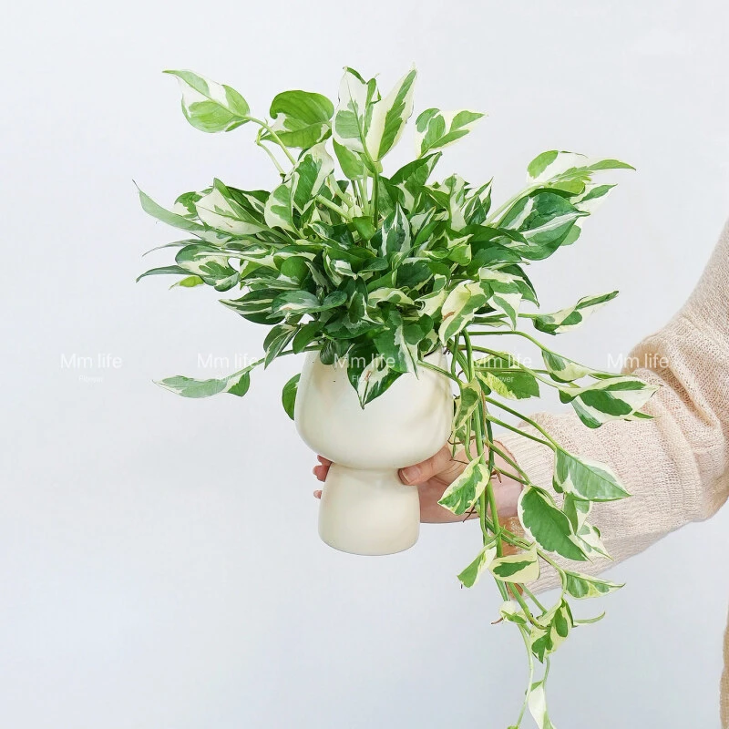 白金葛花叶雪花葛藤蔓植物净化空气自然色彩绿植好养植物