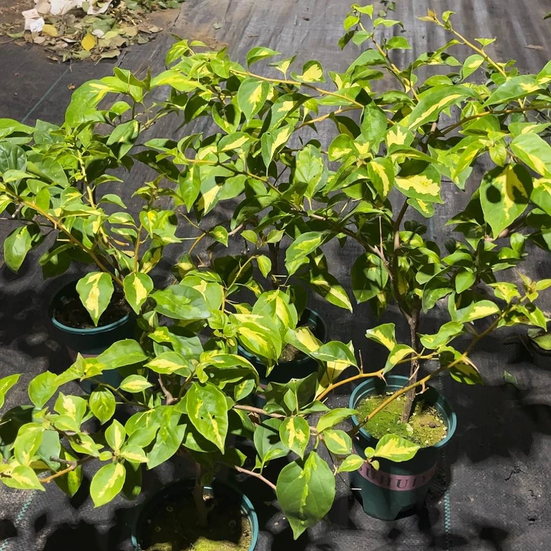 当前无花栽培后可以开花【大黄白一颗】随机发货福利款不售后