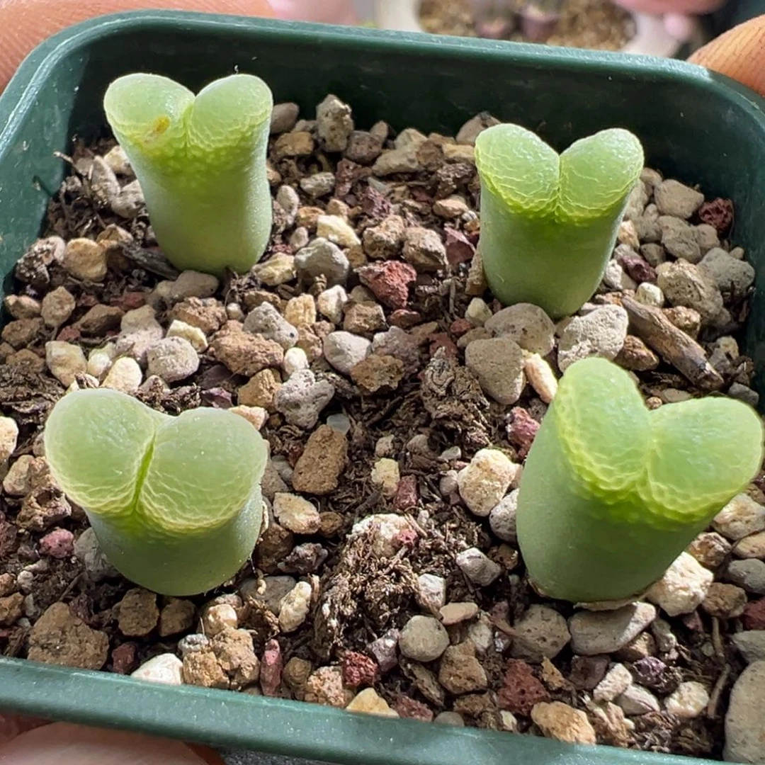 1861整点福利绿眼睛风铃四颗