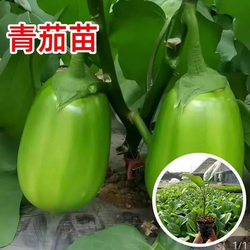 青皮茄子绿茄子苗带土秧苗四季阳台盆栽蔬菜苗子菜园庭院种茄苗籽