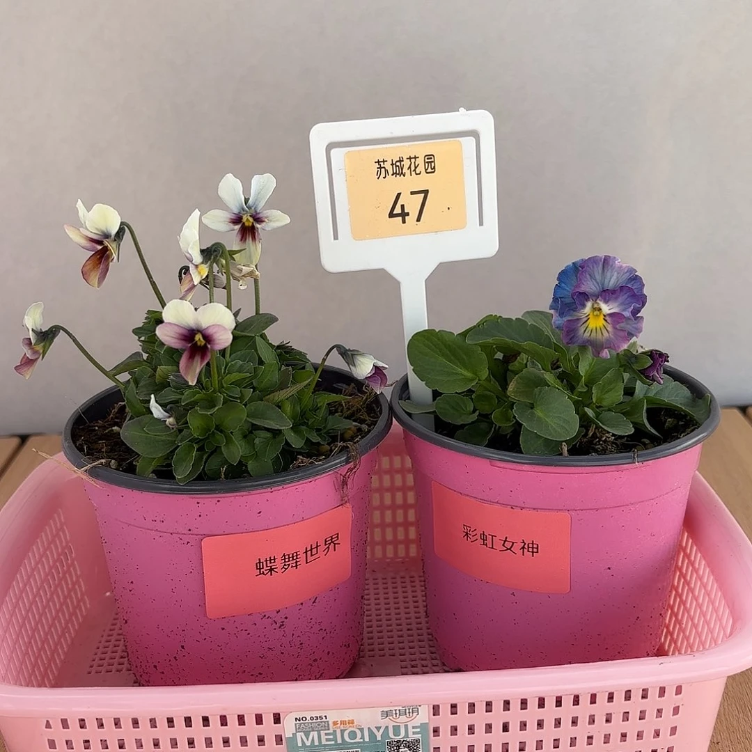 大部分开放少量花苞47