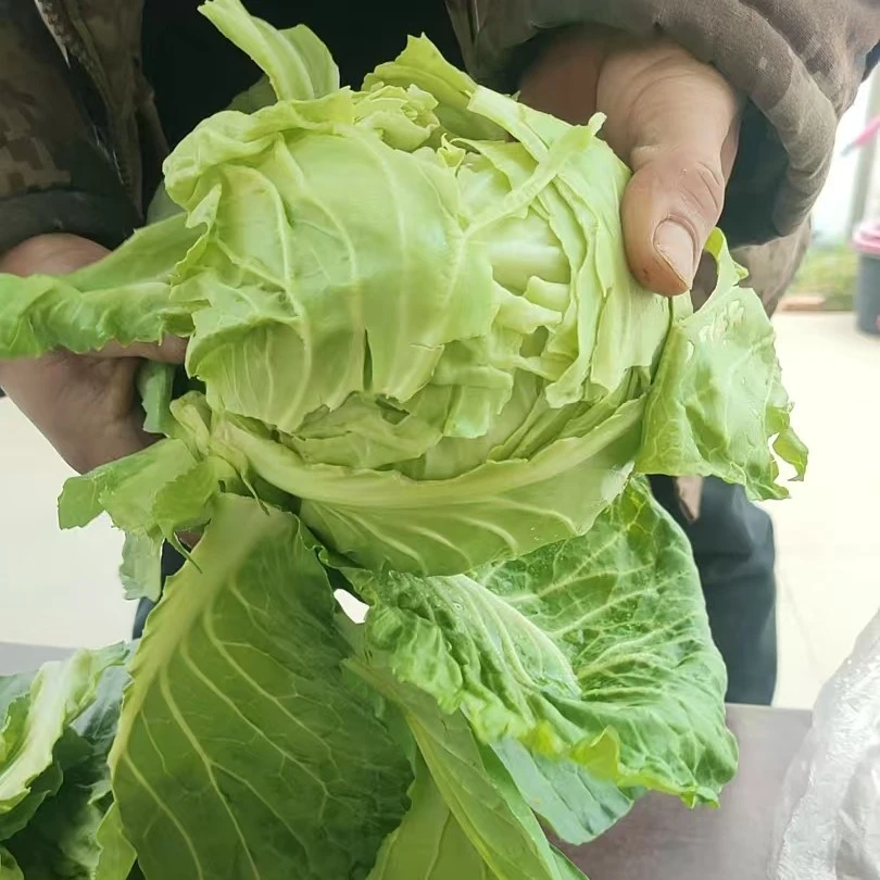 【顺丰EMS】绿养道新鲜包菜