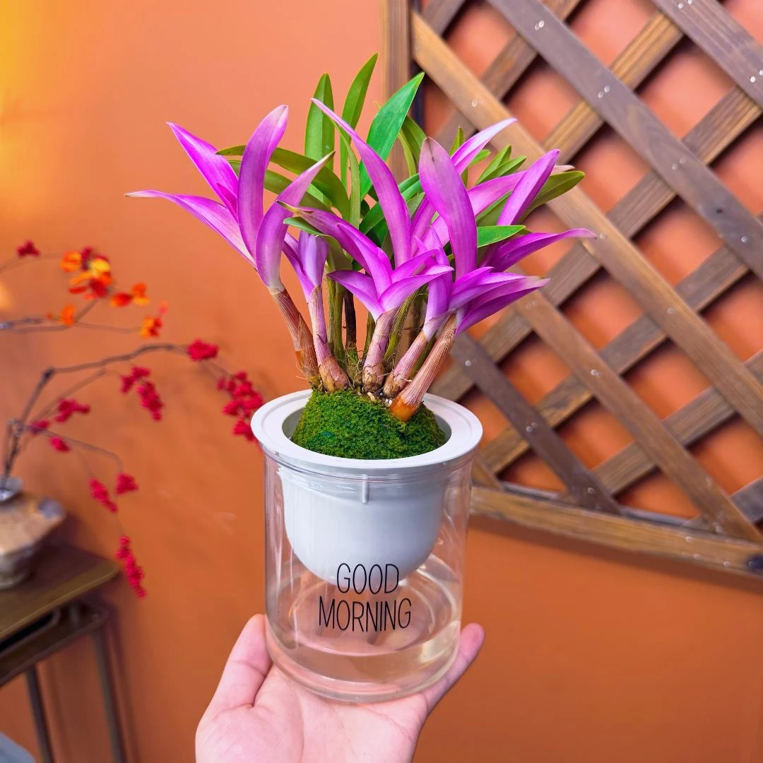 12苗 A 七彩 紫叶香水石斛兰花【带红芽带盆】绿植浓香型石斛花卉