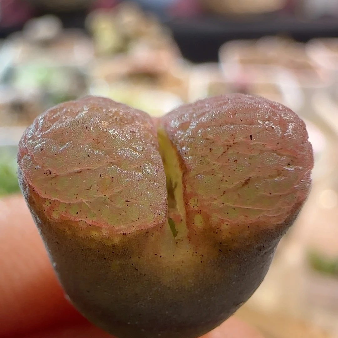 漂亮风铃玉。 漏。    