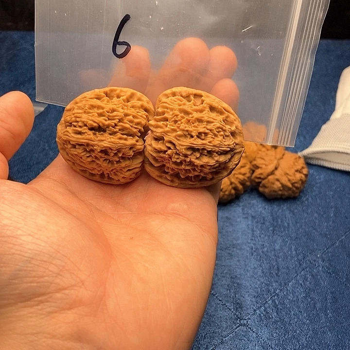 手串/手链贝壳文玩核桃