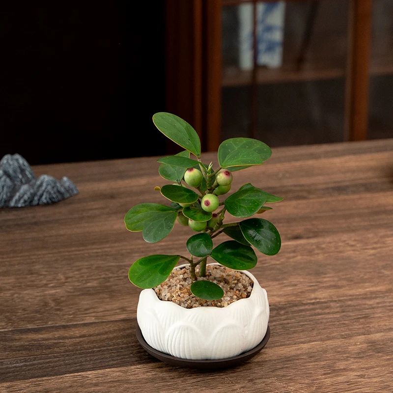 小盼菩提盆栽植物好养易活菩提树盆景带果中式禅意绿植室内花卉