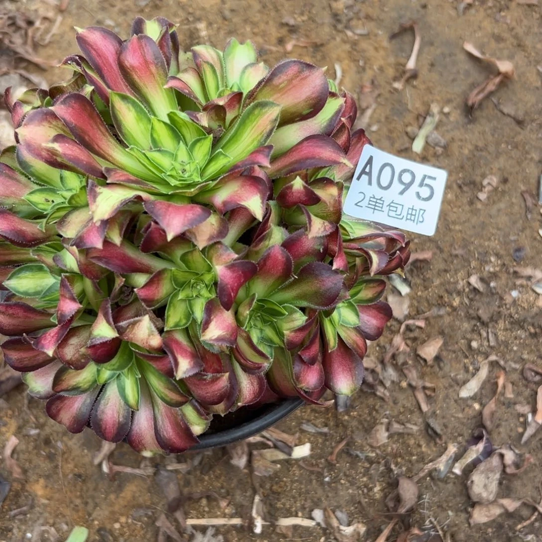 095多肉  韶华不包断头