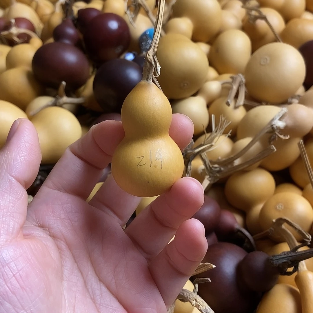 文玩葫芦 非完美主义者 慎拍219