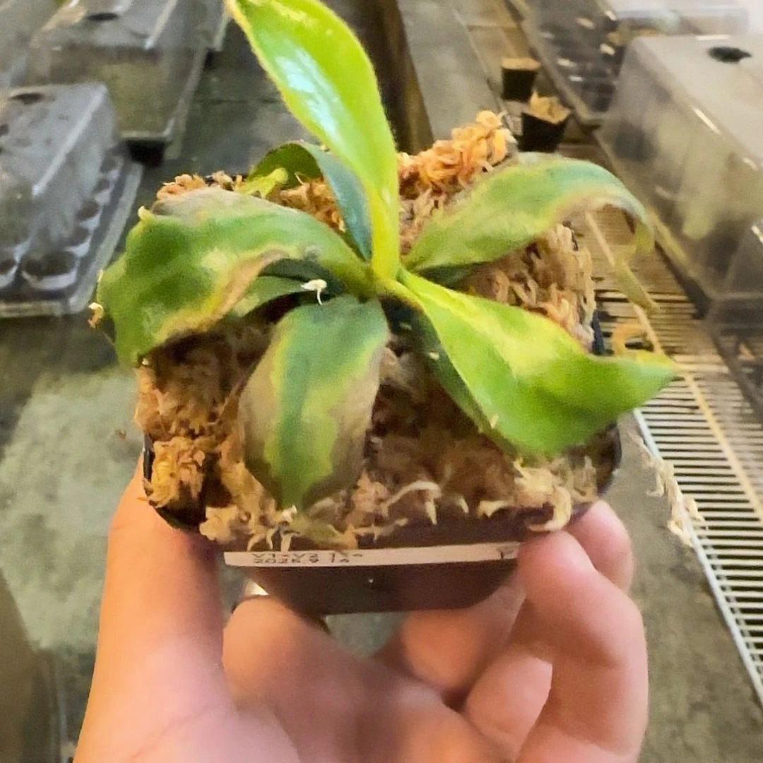 无花朵专拍CD✖️徐脑袋