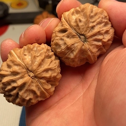 （***）把件文玩核桃金蝉